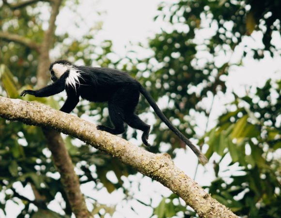 Monkey and Chimpanzee Tracking