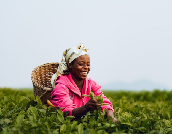 Tea Picking Experience